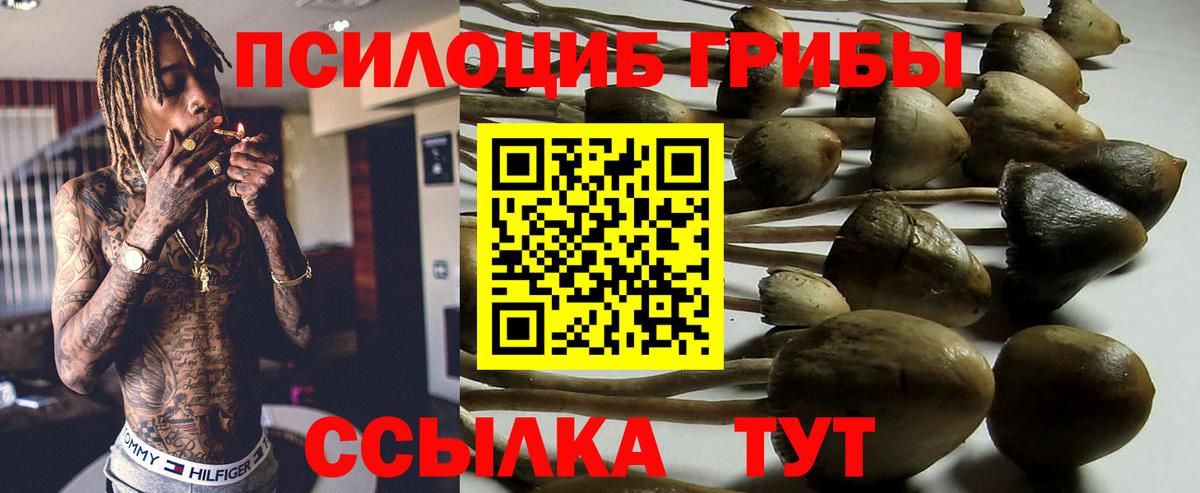Псилоцибиновые грибы мицелий  Вход с VPN  Гудермес 